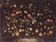 Bartolomeo Bimbi Orange lemon Limetten and Lunien Germany oil painting reproduction